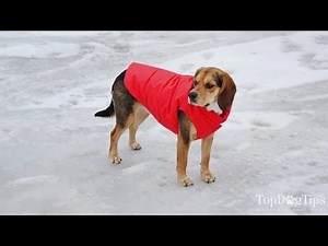 How To Make Dog Clothes