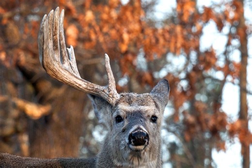 When Do Deer Shed Their Antlers? The Factors That Affect The Yearly Shedding Process