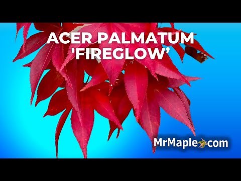 Acer palmatum 'Fireglow' | Excellent Bright Red Japanese Maple | MrMaple Clips 🍁