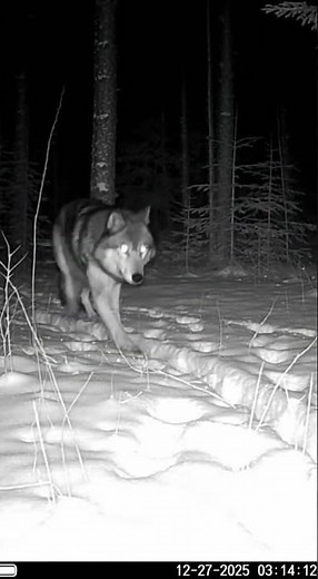 Enormous Black Timber Wolf Caught on Trail Camera in Alaskan Snow
