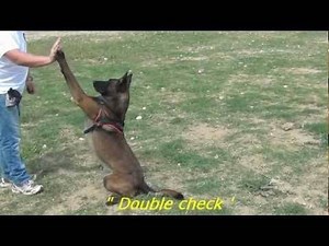 Séance d'obéissance avec un Malinois bien dressé (vidéo)