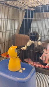 Kittens up for adoption at JVC | Jarrettsville Vet Center