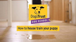 25K views · 295 reactions | House training is training our puppy to...