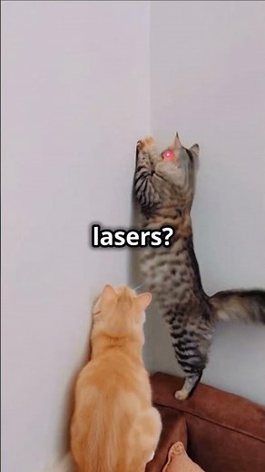 Hilarious Cats Speaking English Compilation