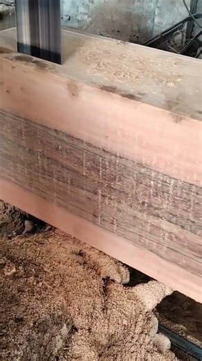 sawing a large wood log with a vertical band saw machine for industrial timber manufacturing