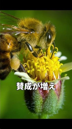 Honeybees Vote on a New Home With Up to 300 Scouts — The Queen Decides Nothing