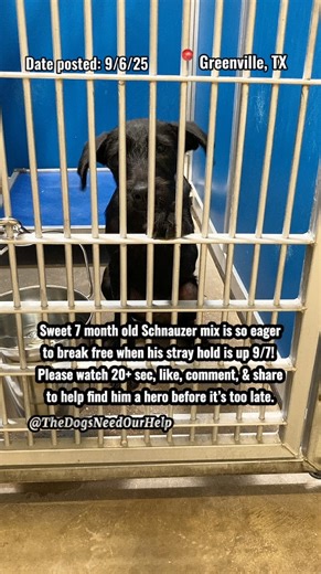 💔7 month old Schnauzer mix boy is so sweet & eager for a hero to break him free when his stray hold is up 9/7! His eyes are so sad.🥹 This sweet puppy was found as a stray in Greenville, TX & is so eager to break free!! He’s only about 7 months old & so ready for his furever home!! He is at risk of being unalived any weekday morning if he gets sick with a treatable URI in there, as soon as 9/8 am. Shelter doesn’t have a vet or medicine to treat sick dogs or give any warnings or deadlines. ⚠️DIS