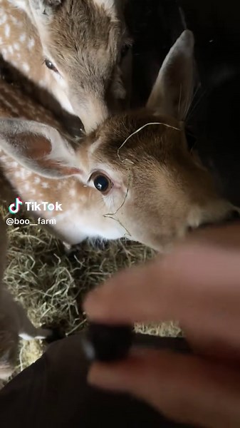 Daily Dose of Cuteness: Adorable Fawn Moments