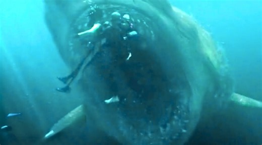 Unbelievable Megalodon Sightings Caught on Camera | Most Amazing Top 10