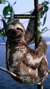 Animal fact #sloth #sloths #slothlife | Sloth lover