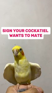 43K views · 519 reactions | Cockatiel mating behavior #cockatiellover #cockatiel #petcare #cockatieltips | Esperedion Rada | Facebook