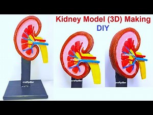 kidney model(3D) making science project | urinary system | craftpiller @howtofunda | | still model