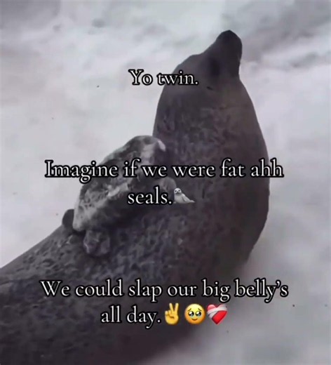 Imagine if we were all seals#meme #funny
