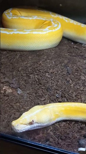 BURMESE PYTHON (YELLOW VARIANT)