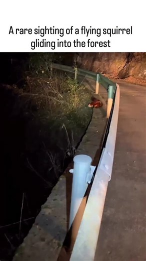 @funnyrrel on Instagram: "The post shares a 25-second video of a northern flying squirrel launching from a spotlighted tree trunk at night, gliding gracefully into the dark forest using its skin membrane for controlled descent, a behavior typical of these nocturnal mammals native to North American woodlands. - With 18,000+ likes and 1.7 million views in under a day, it taps into viral appeal of rare wildlife footage, evoking wonder while sparking 77 replies that mix admiration for the “suicidal 