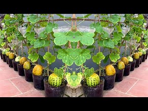 Surprised with how to grow melons at home for super big and sweet fruits, very easy to grow
