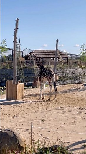 Old MacDonald had a Zoo 🦒 #nurseryrhymes #kidssongs #kidsvideo #singalong #children #kids #toddlers