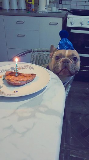 happy 4th Birthday Ted! 🥳🐾🐶🎈💙 #dogbirthday #steak #birthdayboy #fyp #frenchbulldog