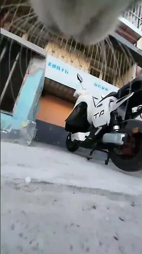 Cat’s First-Person POV: A World You've Never Seen Before! 😺👀