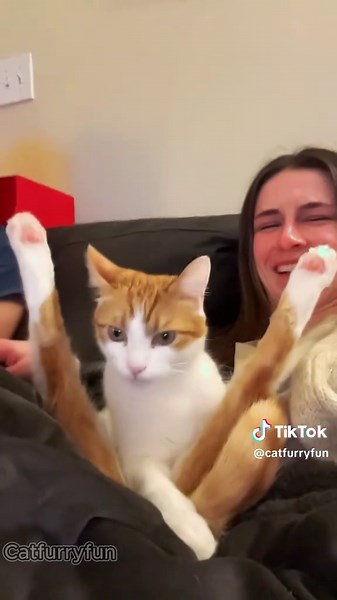 Funny and strange cat make people laugh#cat #catsoftiktok #catlover#funnycat#fyp#foryoupage