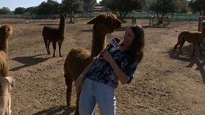 18K views · 791 reactions | Because chasing animals is better than chasing men...amiright? 藍 Please enjoy some of these animal bloopers from one of my favorite places! Children's Nature Retreat Foundation https://childrensnatureretreat.org/ #bloopers #animals #funny #sandiego https://www.jennymilkowski.com/ | Jenny Milkowski TV | Facebook