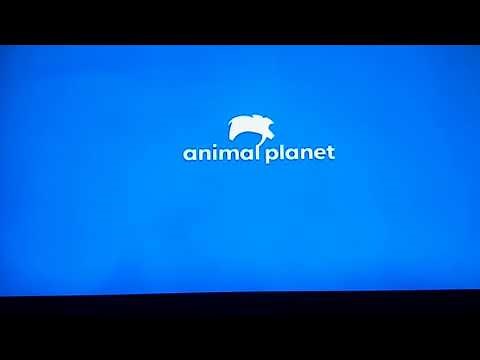 Animal Planet - Rebrand 2018 - Break Ident