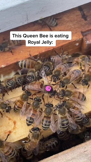 Understanding Queen Bee Feeding Habits in Beekeeping