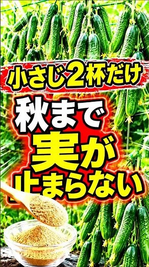 Just 2 Teaspoons! Keep Cucumbers Producing Explosively Until Late Autumn! A Surprising Fertilizer...