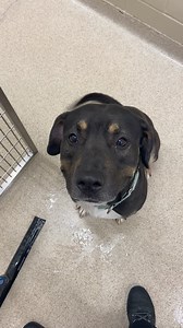 Midnight the morning helper ♥️ | Mahoning County Dog Warden