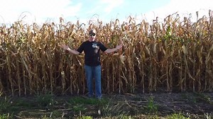 11K views · 289 reactions | The popcorn isn't quite ready to harvest, but it's getting close. In this episode I'll look at why I think this could be a big crop. I'll also discuss some differences between types of corn, and show how food packaging isn't helping between make these distinctions. | The Farmer's Life | Facebook