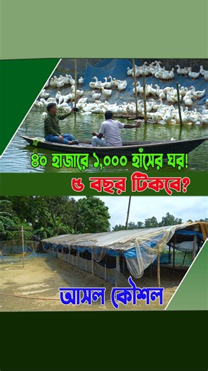 মাত্র ৪০ হাজার টাকায় ১,০০০ হাঁসের ঘর! ৫ বছর টিকবে কীভাবে? #DuckHouse #DuckFarming