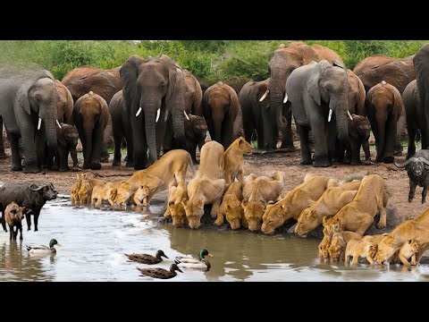 The Great Migration of Nature | Wildlife Documentary
