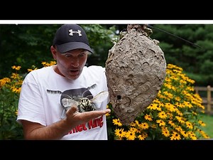 3 HORNETS Nests | Keeping Hornets as Pets! | Wasp Nest Removals