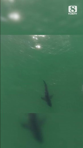 Drone video shows shark circling surfer off Seascape Beach in Aptos