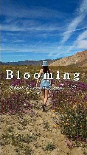 California desert super bloom.Rare flowers in Anza-Borrego Desert. #california #superbloom
