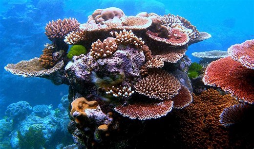 AI-Guided Robot Plants 'Baby Corals' Across the Great Barrier Reef