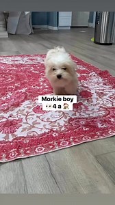 Super sweet morkie boy available for a new 🏠 DM for info | Crystal Page