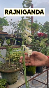 Rajnigandha Plant (Tuberose) – Care & Beauty 🌸🌿✨ Known for its heavenly fragrance, Rajnigandha (also called Tuberose) is a must-have in any fragrant garden! ⸻ 🌞 Sunlight: Loves full sunlight – at least 5–6 hours a day for healthy blooms. 🌱 Soil: Grows best in well-drained, sandy or loamy soil enriched with compost or organic matter. 💧 Watering: Keep the soil evenly moist but not soggy. Water more during flowering and dry spells. 🌸 Flowering Season: Usually blooms in summer to early autumn.