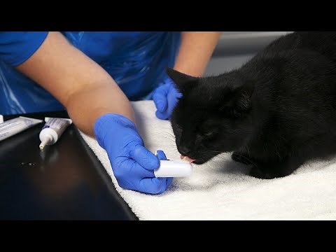 How to brush your cat's teeth | Feline dental care