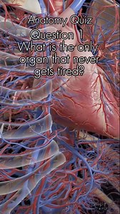 22K views · 541 reactions | Anatomy Quiz. Let's see how intelligent you are. #viralreelsシ #fbreelsfypシ゚viral #fbreels #quiztimechallenge #generalknowledgeworld #educationalcontent #englishquiz #fyp #educational #anatomy # | Quiz Tim | Facebook