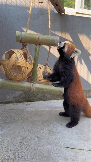 Lulu was so considerate. She flicked the bamboo stick in front of me, saving me the time to pick it up. #RedPandaAndFriends #redpanda #panda #animals | Red Panda And Friends