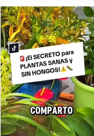 Plantas Sanas: ¡Adiós Hongos con Bicarbonato!