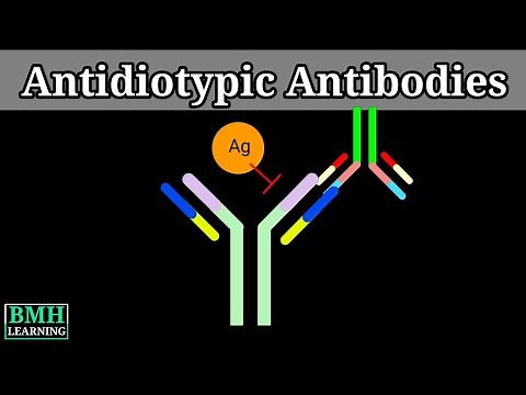 Anti Idiotypic Antibodies | Anti Idiotype & Antibody Drug | Anti Idiotypic Antibodies Generation |