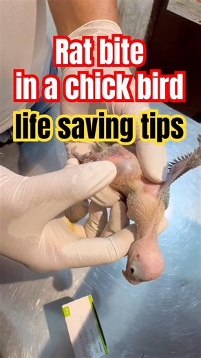 “Rat Bite Injury in Chick 🐥 | Emergency Treatment Guide” by Dr S K Mishra