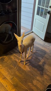 If you want to share something, that's a feel good story share the story of honey Bobo she still alive. Nobody pew pewed her yet and she visits every day - share the story of survival and tell everybody there's always hope #Faith #Trust #Deer #Albino | Lizard Lick Towing And Recovery