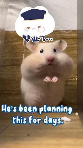 Caught in 4K: Hamster Steals All the Snacks!