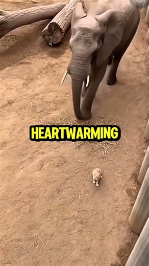 Cat Fell Into Elephant Cage😱