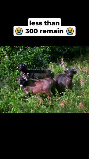 8.5K views · 76 reactions | Animals that will BE EXTINCT by 2030  | Part 2 #wildlife #endangeredanimals #extinctionisforever | Wild Heart | Facebook