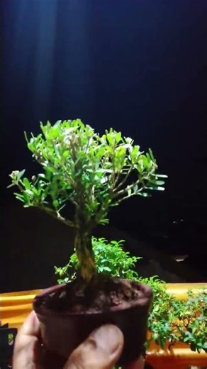 bonsai buxus mame sepaket 3 pohon 250 rbu yang minat chat wa:081904326663