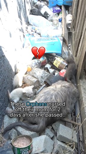 This is one of the saddest things I have ever seen on a rescue. I did learn from a similar experience that it's critical to disconnect the babies from their deceased mother as soon as possible because the milk becomes toxic. Please watch the full video here: https://www.HopeForPaws.org and please consider joining us with a small donation so we can continue this work. Thank you so much! 💞💞💞 | Hope For Paws